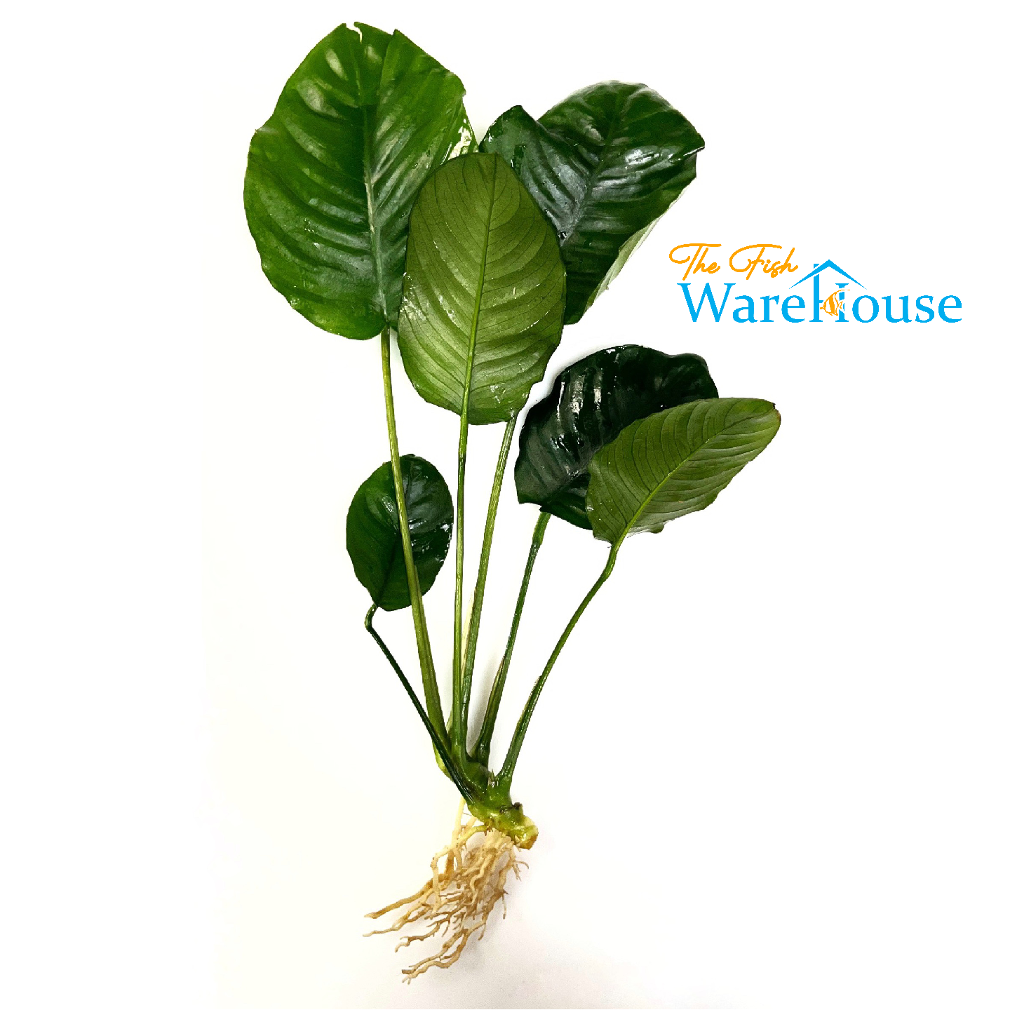 Wrinkle Leaf Anubias (Anubias barteri 'wrinkle leaf')