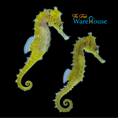 Australian Zebra Snout Barbouri Seahorse - Captive Bred (Hippocampus barbouri)