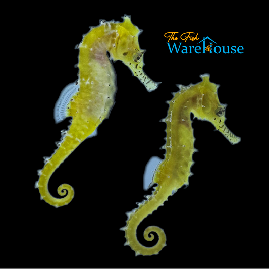 Australian Zebra Snout Barbouri Seahorse - Captive Bred (Hippocampus barbouri)