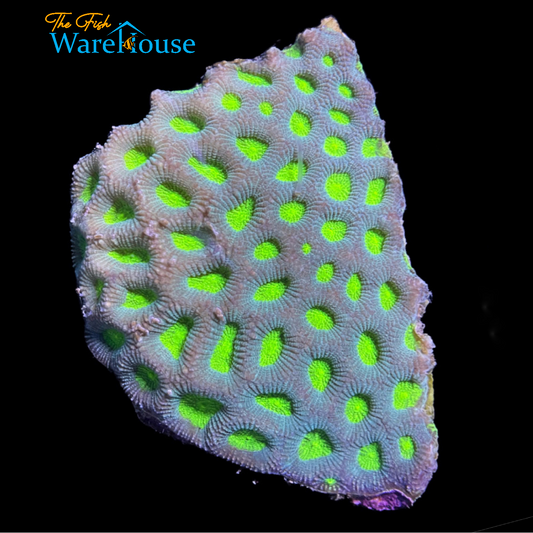 Green Eye Moon Brain Coral (Favites sp.)