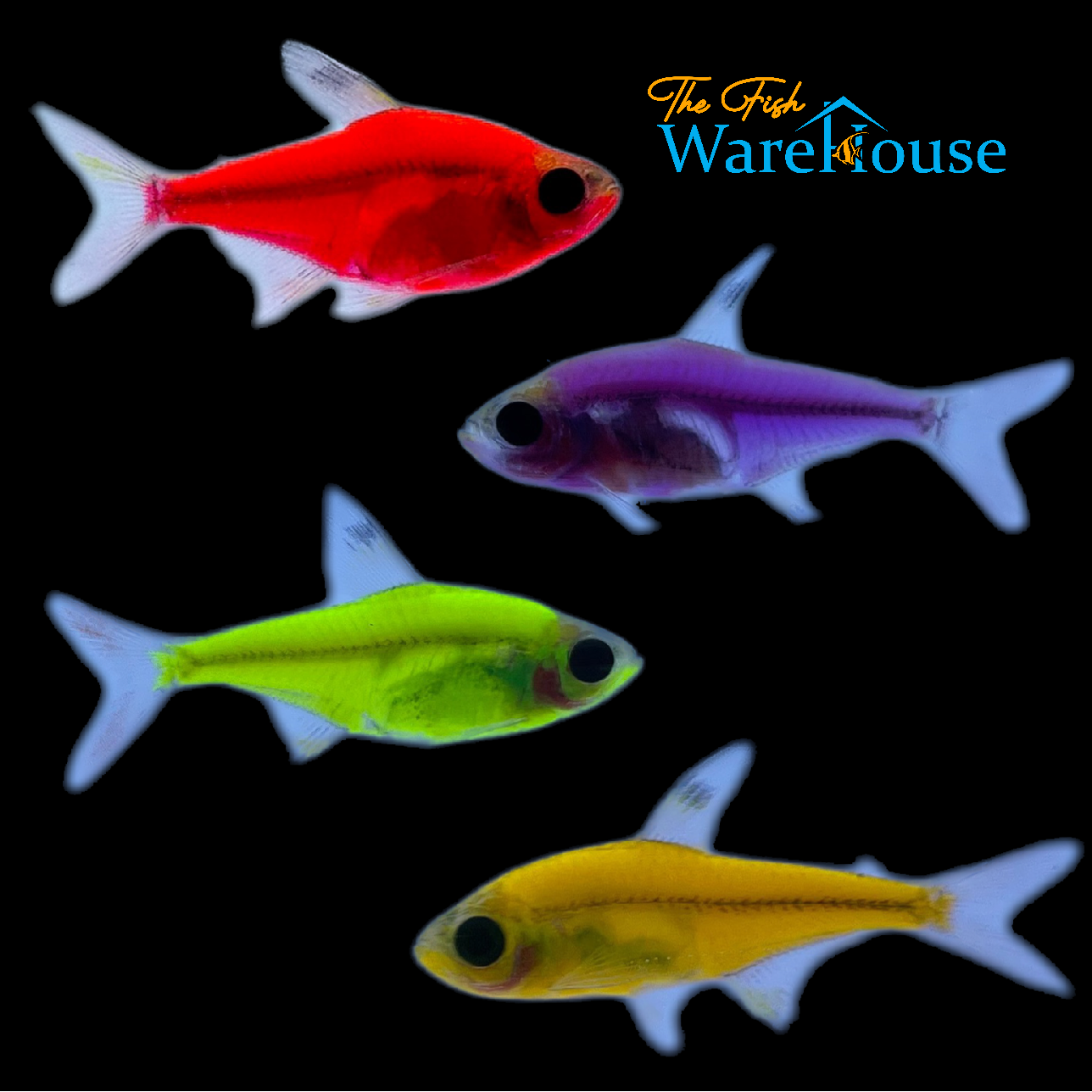 GloFish Pristella Tetra (Pristella maxillaris)