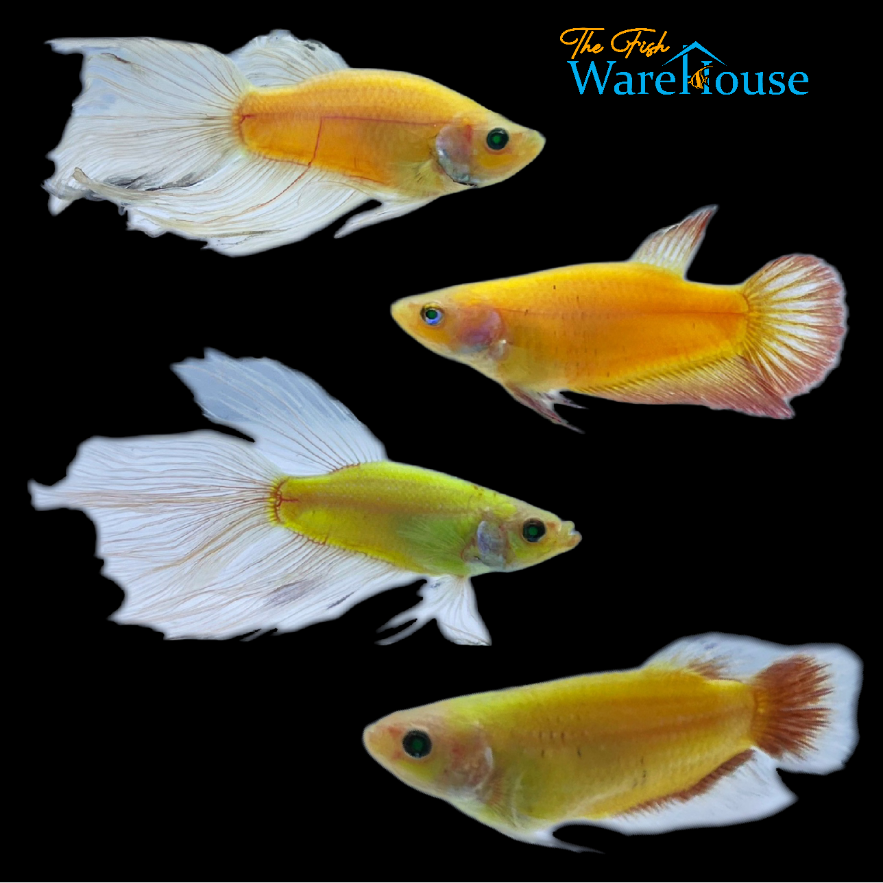 GloFish Betta (Betta splendens)