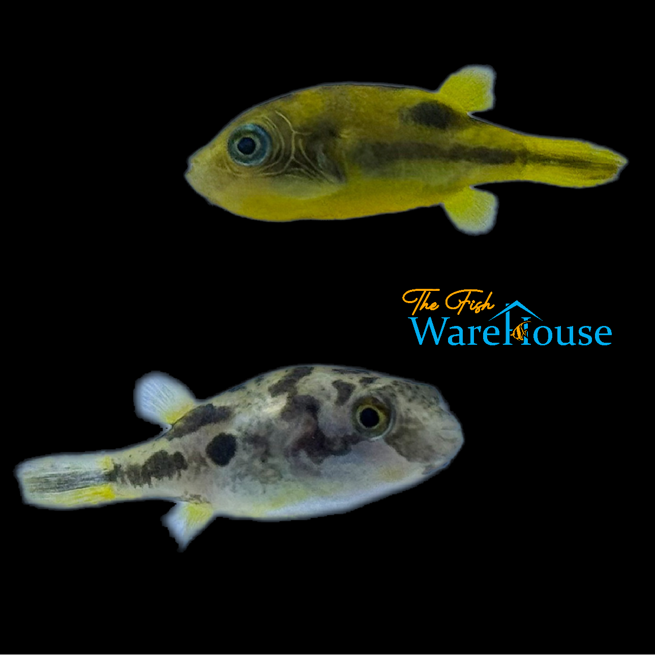 Indian Dwarf 'BB' Puffer (Carinotetraodon travancoricus)