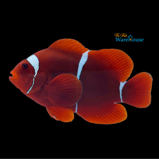White Stripe Maroon Clownfish - Wild (Premnas biaculeatus)