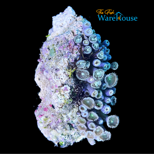 Elegant Moon Polyps (Palythoa sp.)