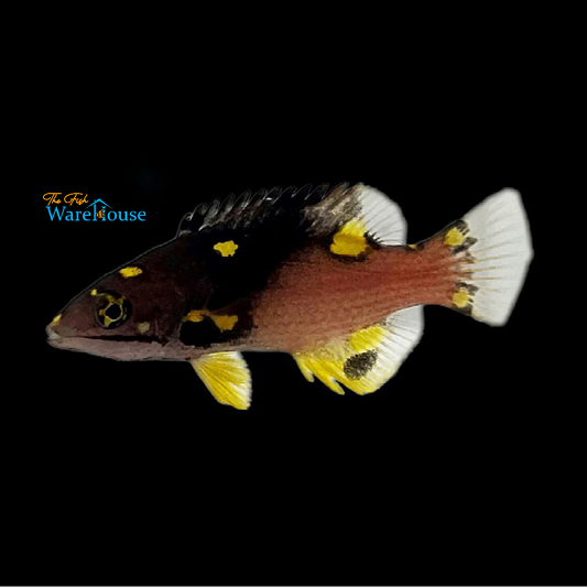 Coral 'Eclipse' Hogfish - Juvenile (Bodianus mesothorax)