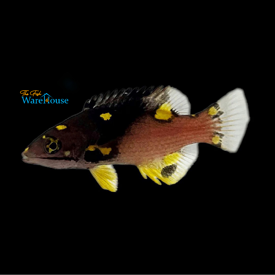 Coral 'Eclipse' Hogfish - Juvenile (Bodianus mesothorax)