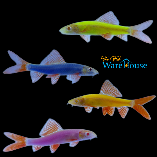 GloFish Shark (Epalzeorhynchos frenatum)