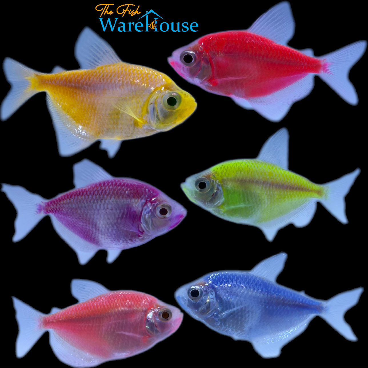 GloFish Skirt Tetra (Gymnocorymbus ternetzi)