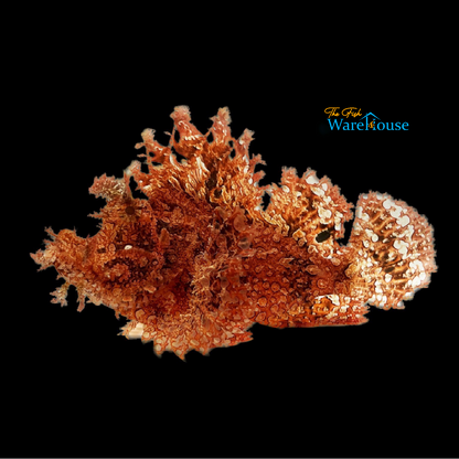 Weedy Scorpionfish (Rhinopias frondosa)