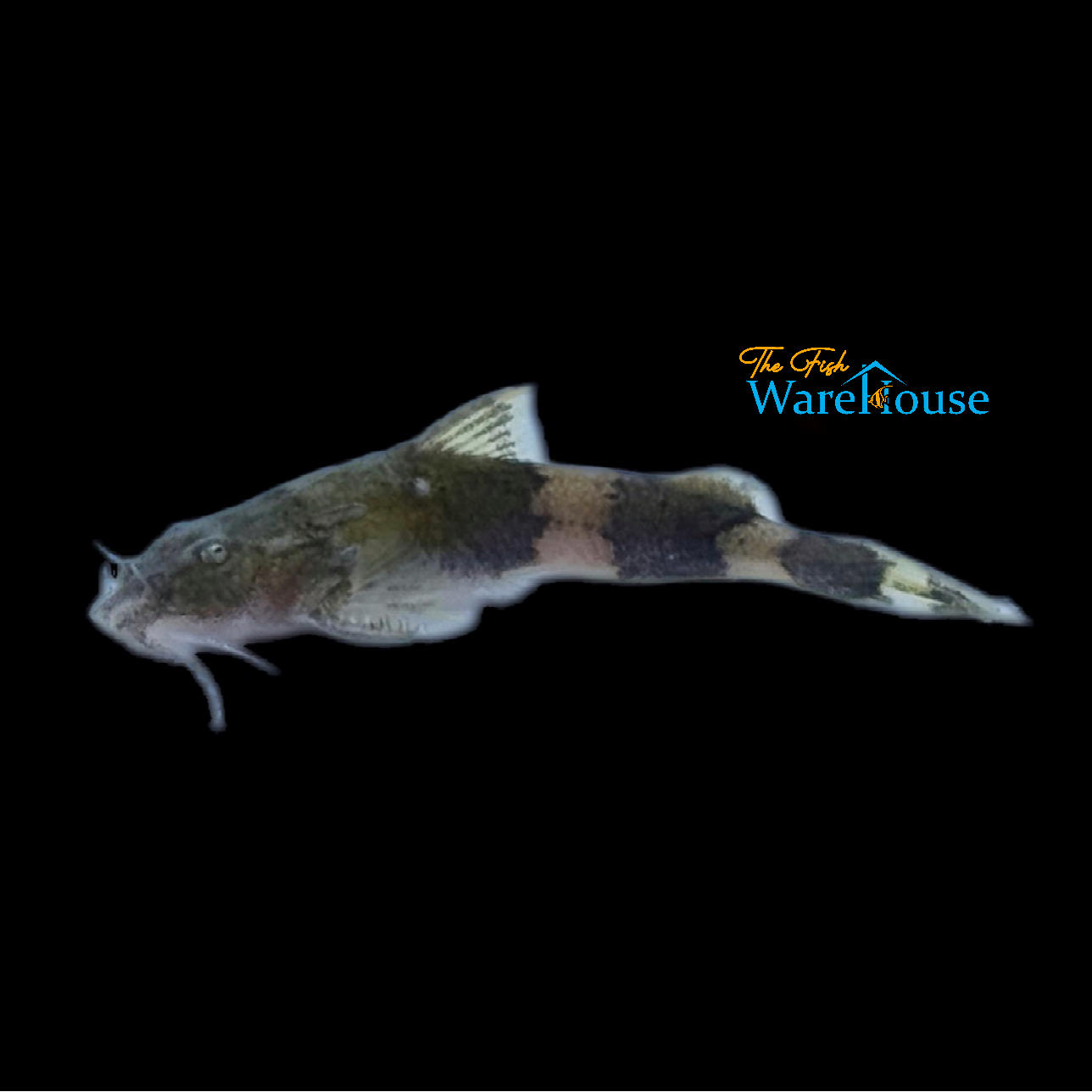 Shaw's Bee Catfish (Pseudolaguvia shawi)