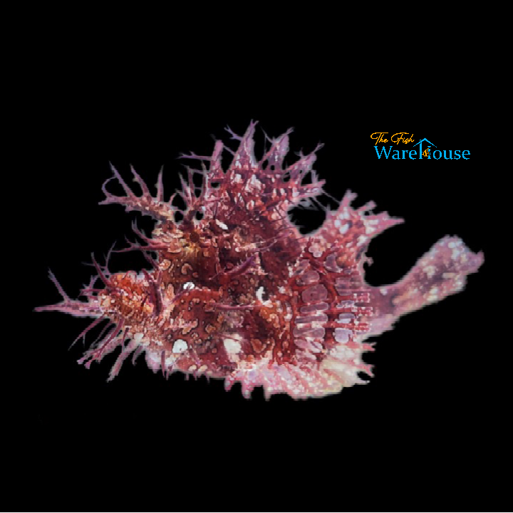 Weedy Scorpionfish (Rhinopias frondosa)