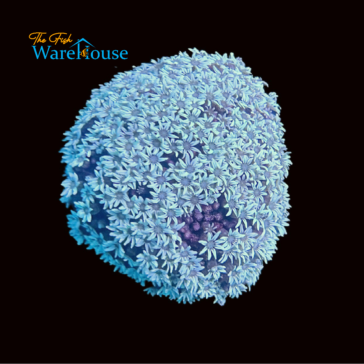 White Pipe Organ Coral (Tubipora musica)