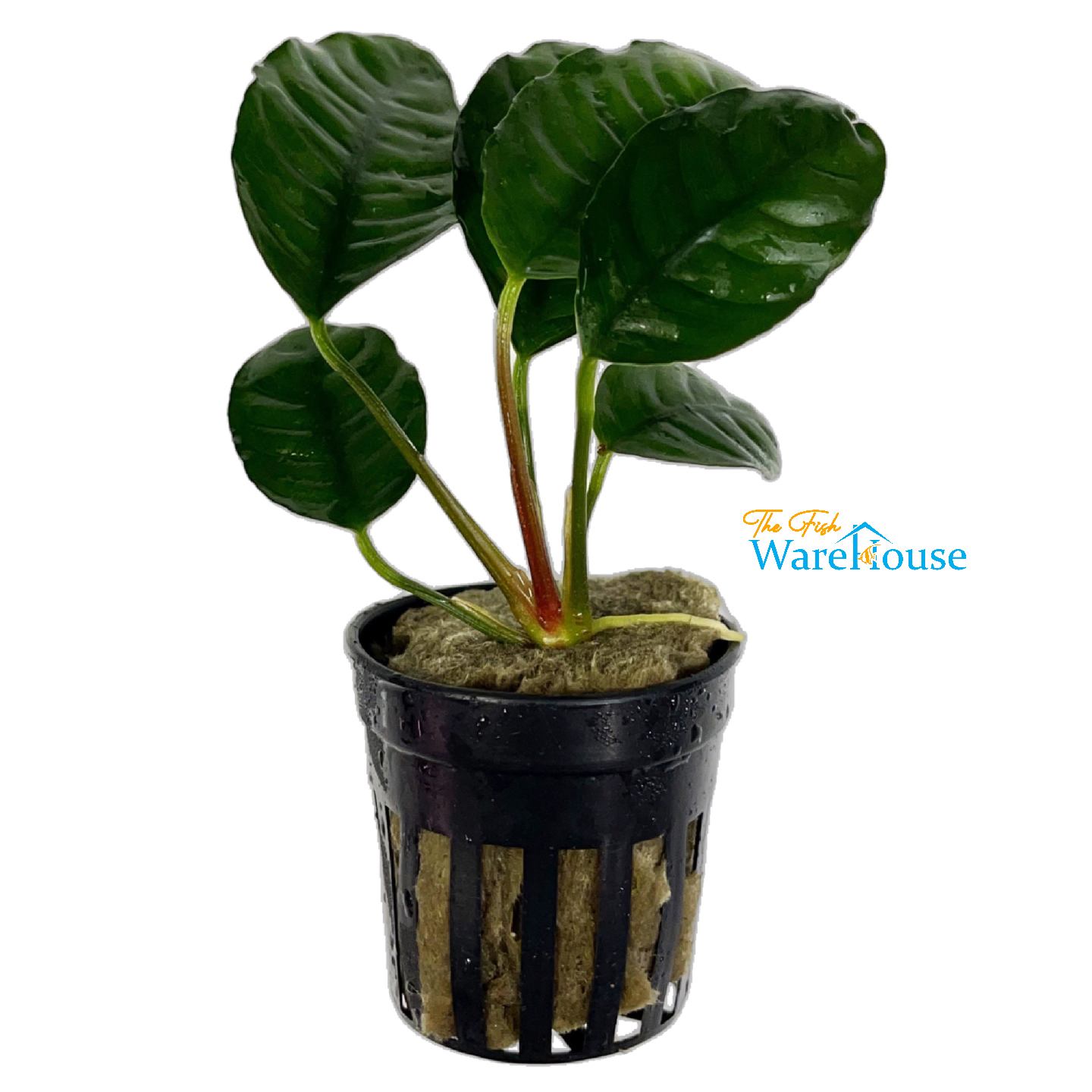 Coffeefolia Anubias (Anubias barteri coffeefolia)