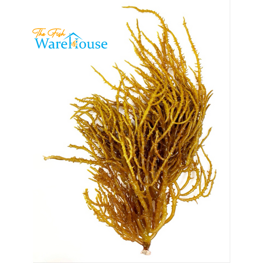 Yellow Branching Macroalgae (Eucheumatopis isiformis)