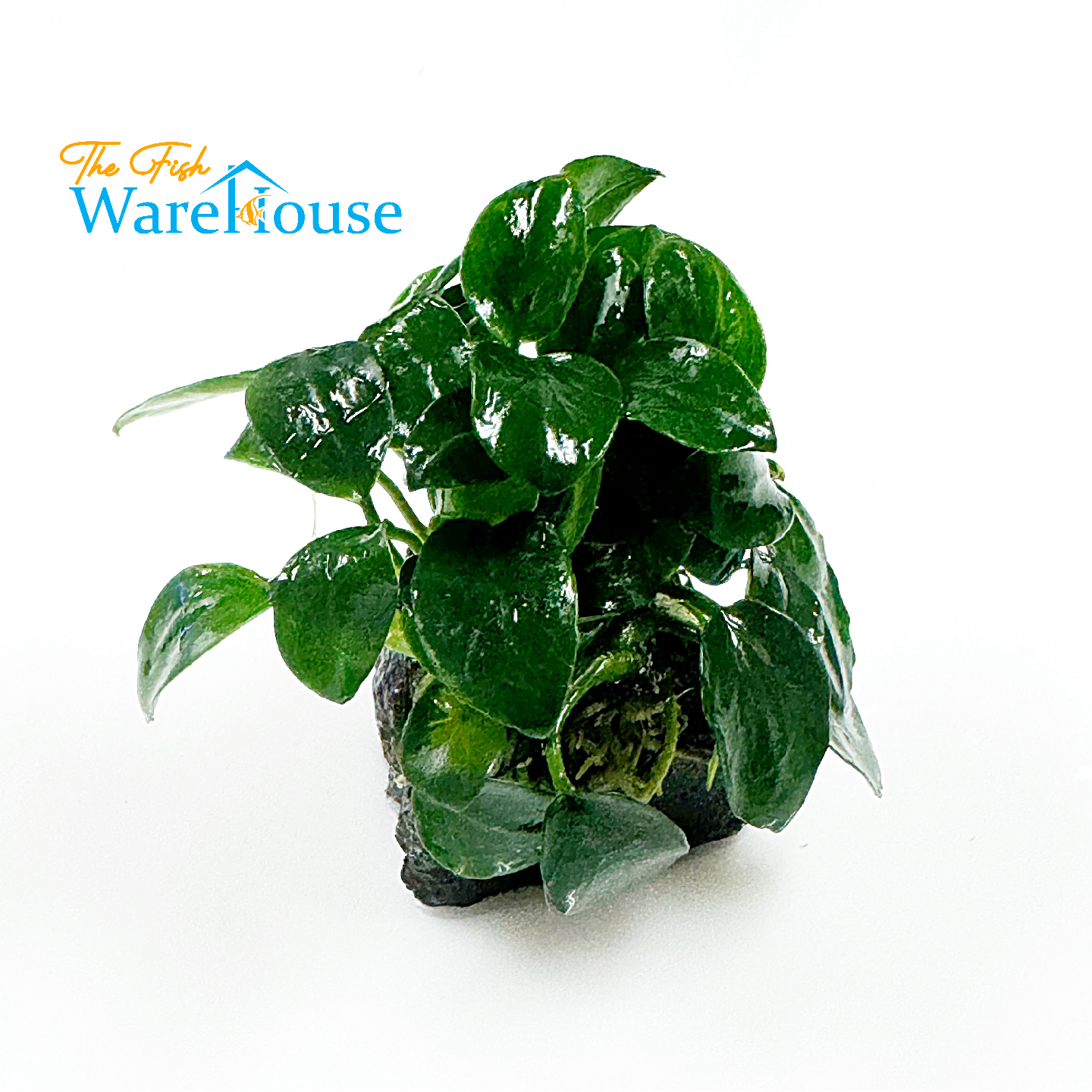 Petite Round Anubias (Anubias barteri petite round)