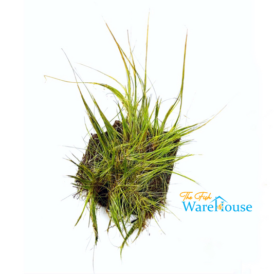 Dwarf Hairgrass Mat (Eleocharis parvula dwarf)