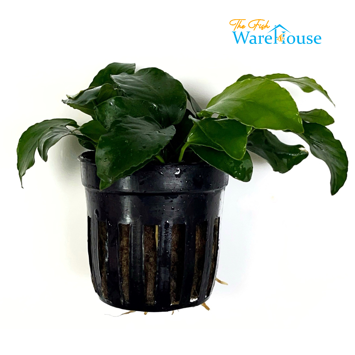 Wrinkle Leaf Anubias (Anubias barteri 'wrinkle leaf')