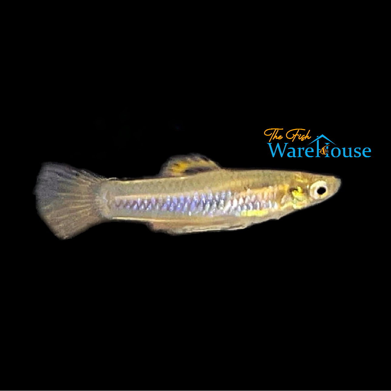 Holland's Toothcarp Livebearer (Poecilia hollandi)