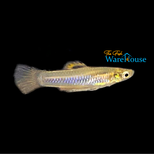 Holland's Toothcarp Livebearer (Poecilia hollandi)