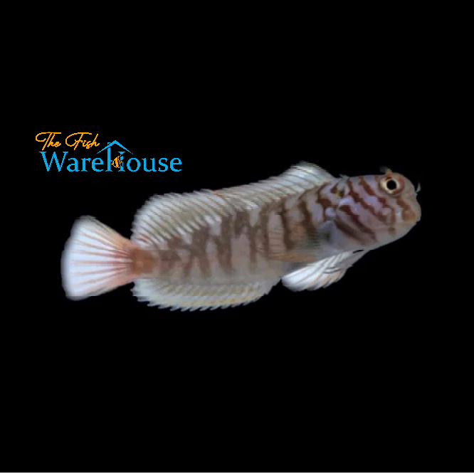 Barred Combtooth Blenny (Cirripectes polyzona)