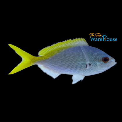 Redbelly Yellowtail Fusilier (Caesio cuning)