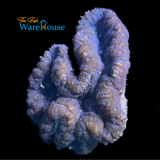 Green Open Brain Coral (Lobophyllia sp.)