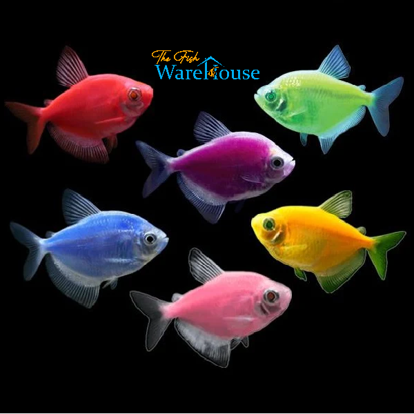 GloFish Skirt Tetra (Gymnocorymbus ternetzi)