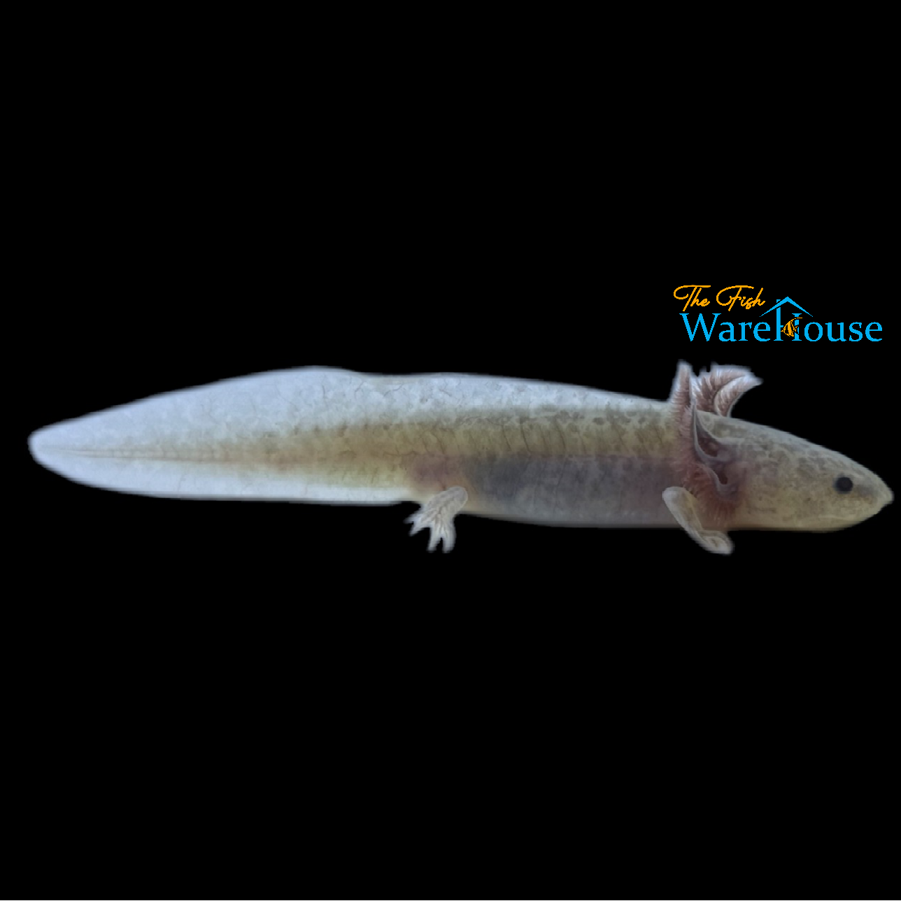 GFP Copper Melanoid Axolotl (Ambystoma mexicanum)