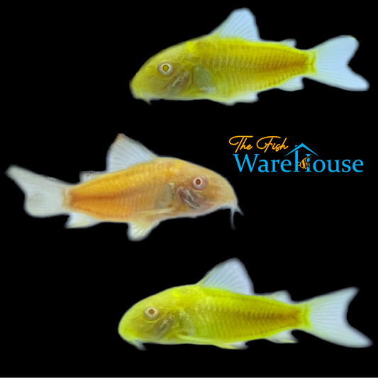 GloFish Corydoras (Corydoras aeneus)