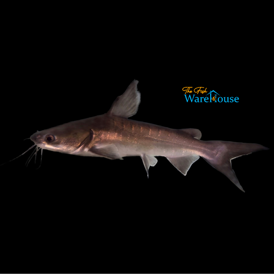 Papuan Shark Catfish (Neoarius graeffei)