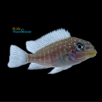 Petrochromis Trewavasae