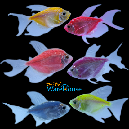 GloFish Longfin Skirt Tetra (Gymnocorymbus ternetzi)