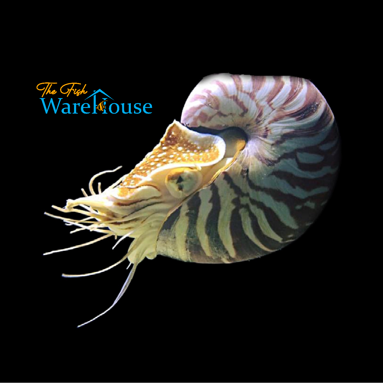 Chambered Nautilus (Nautilus pompilius)