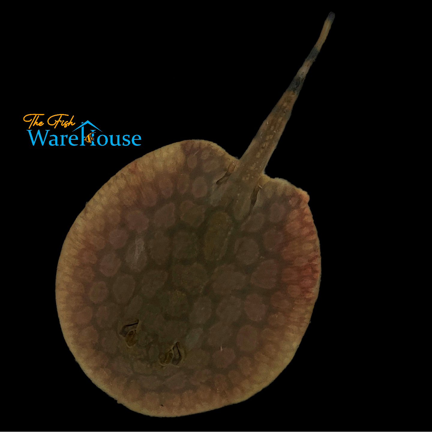 Flower Stingray (Potamotrygon schroederi)