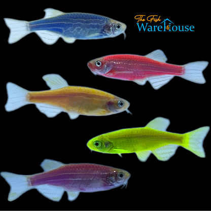 GloFish Danio (Danio rerio)