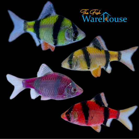 GloFish Barb (Puntius tetrazona)