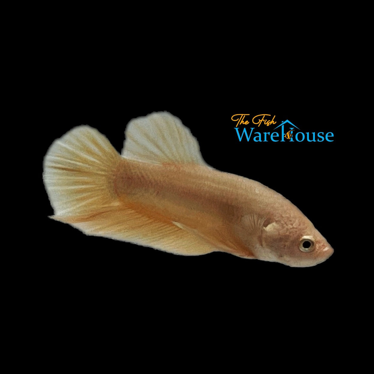 24K Gold Plakat Betta - Male (Betta splendens) – The Fish Warehouse